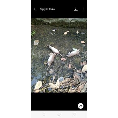 thuốc diệt : 🐭🐁 cống -chuột nhất Trung Quốc
