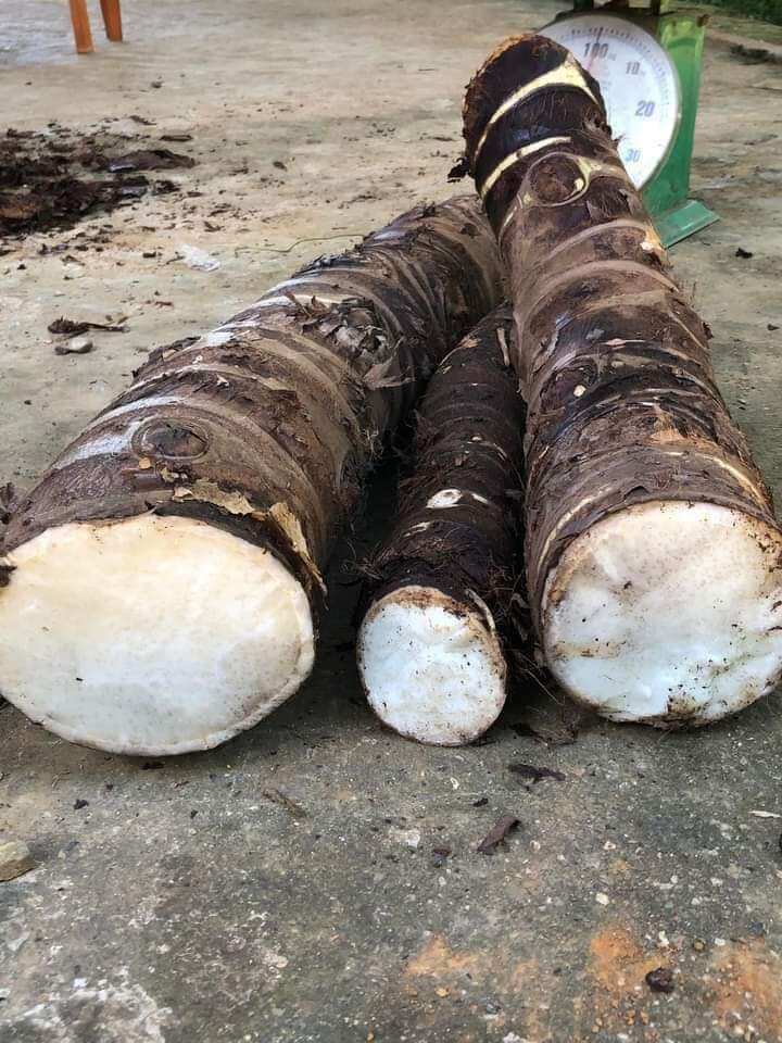 1kg củ bạc hà núi chuẩn củ tự nhiên chất lượng
