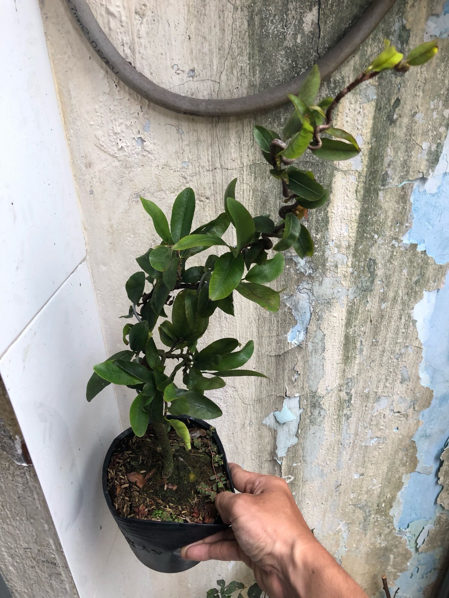 Cây Mai Tự Xoắn độc lạ