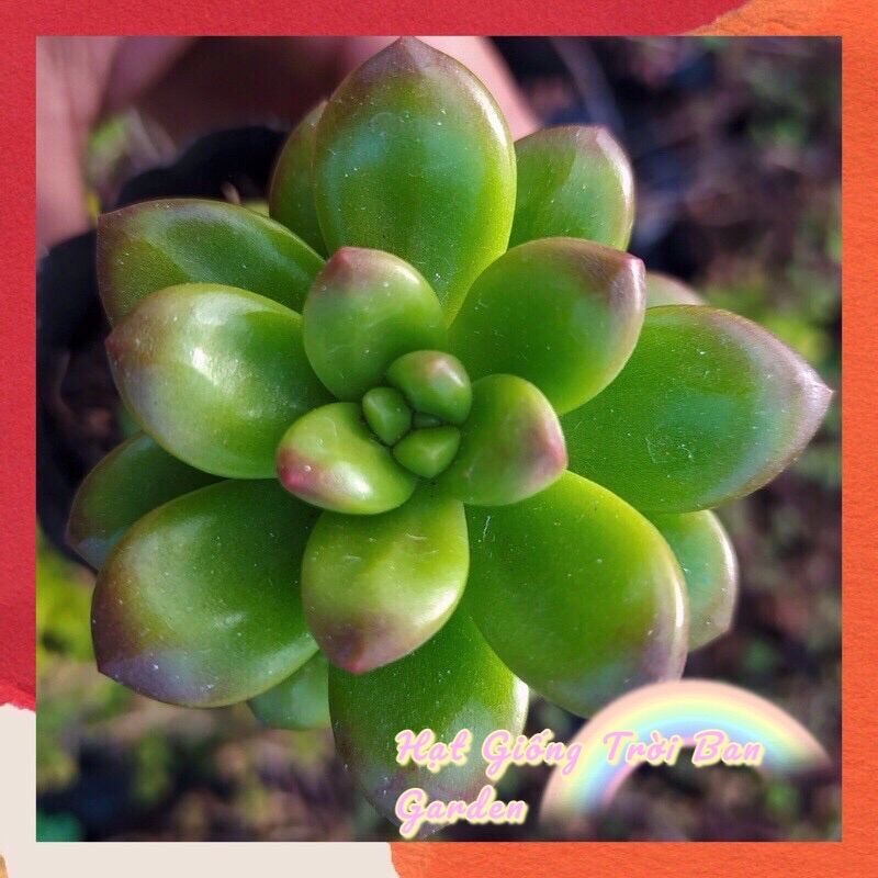 Sen đá sedum thạch ngọc giống mới🥝 đà lạt 🥬 hư 1 đổi 1 ❄️ siêu cute