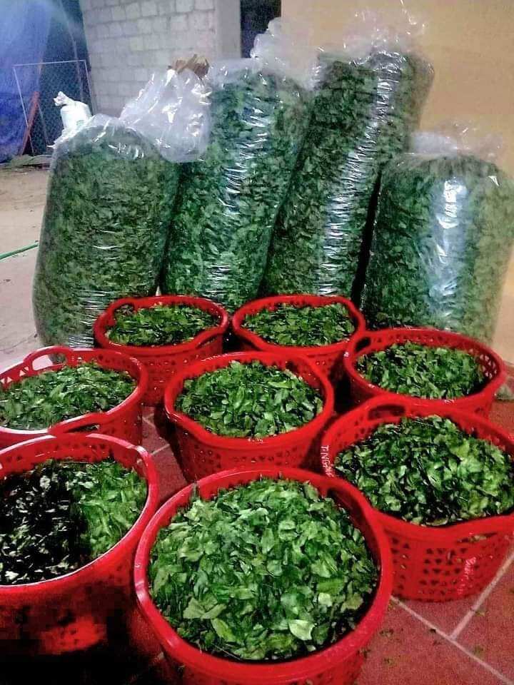 LÁ MẮC MẬT SẤY LẠNH