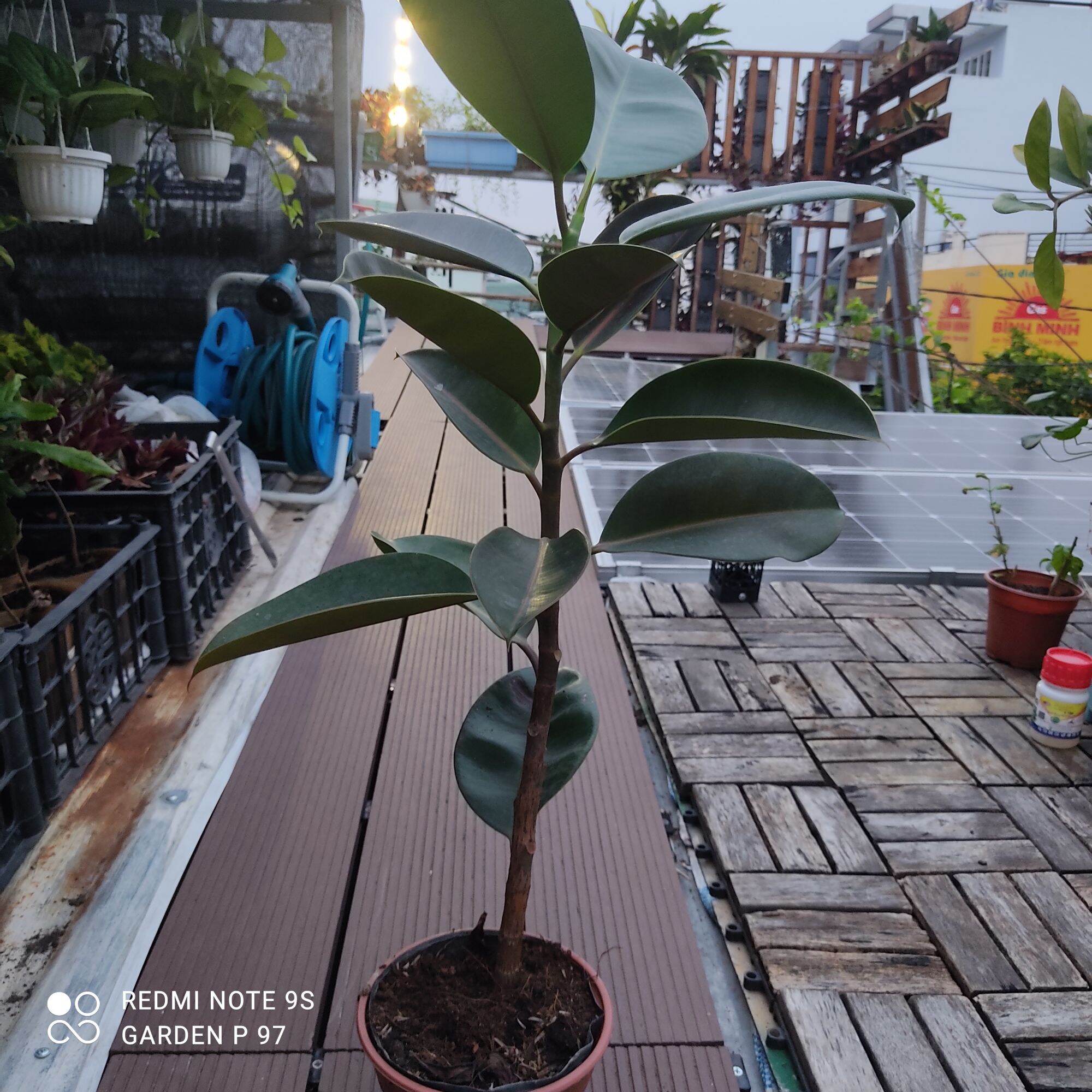 Cây đa búp đỏ, cây lớn trên 60cm
