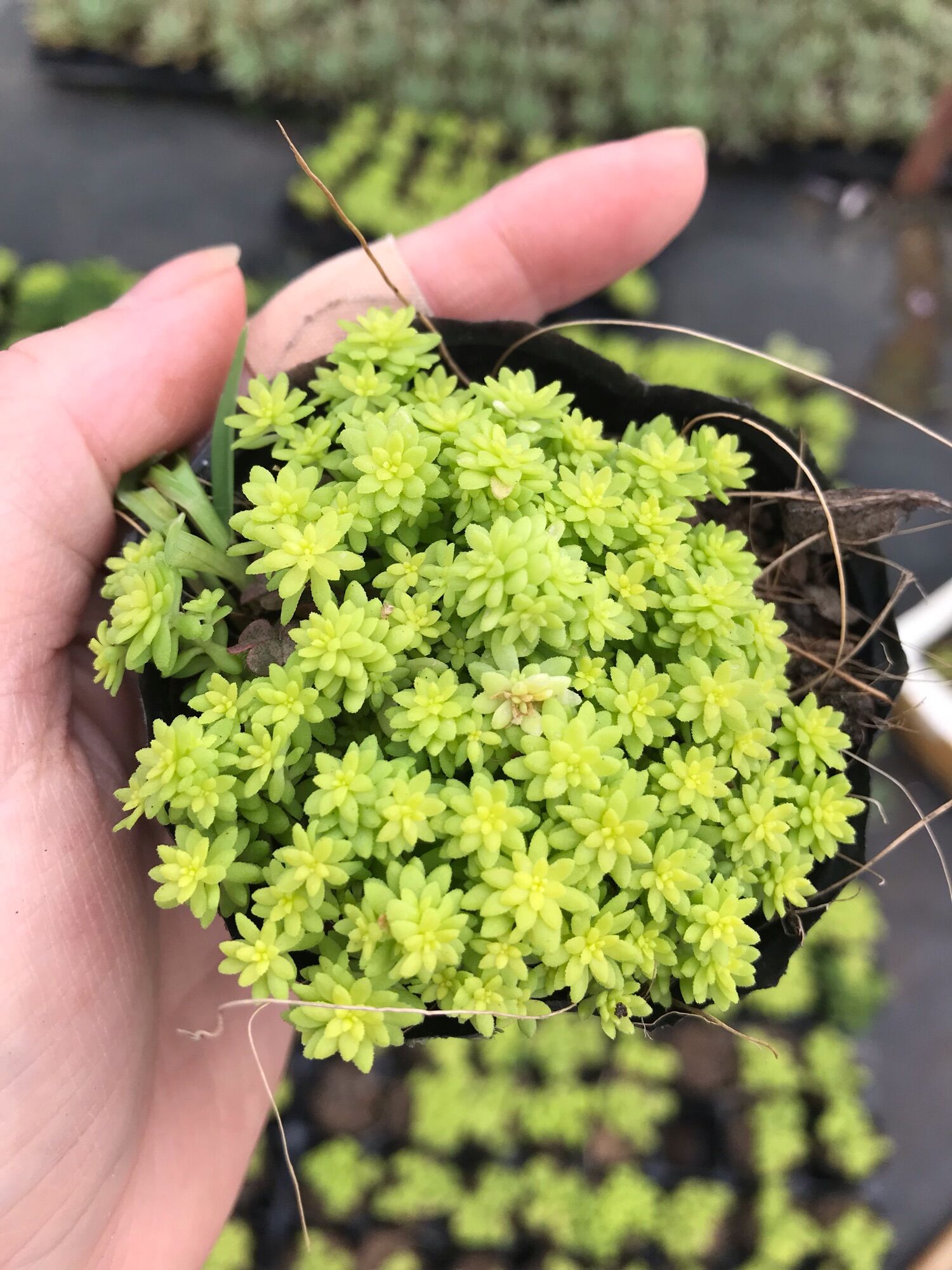 Sen đá sedum gold cute size bầu