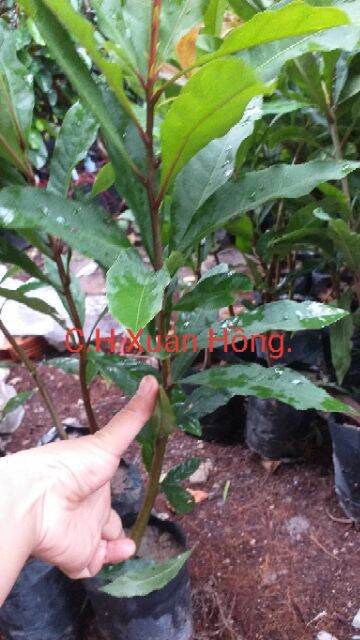 combo 3 cây lộc vừng cao 50- 100cm cây đẹp.
