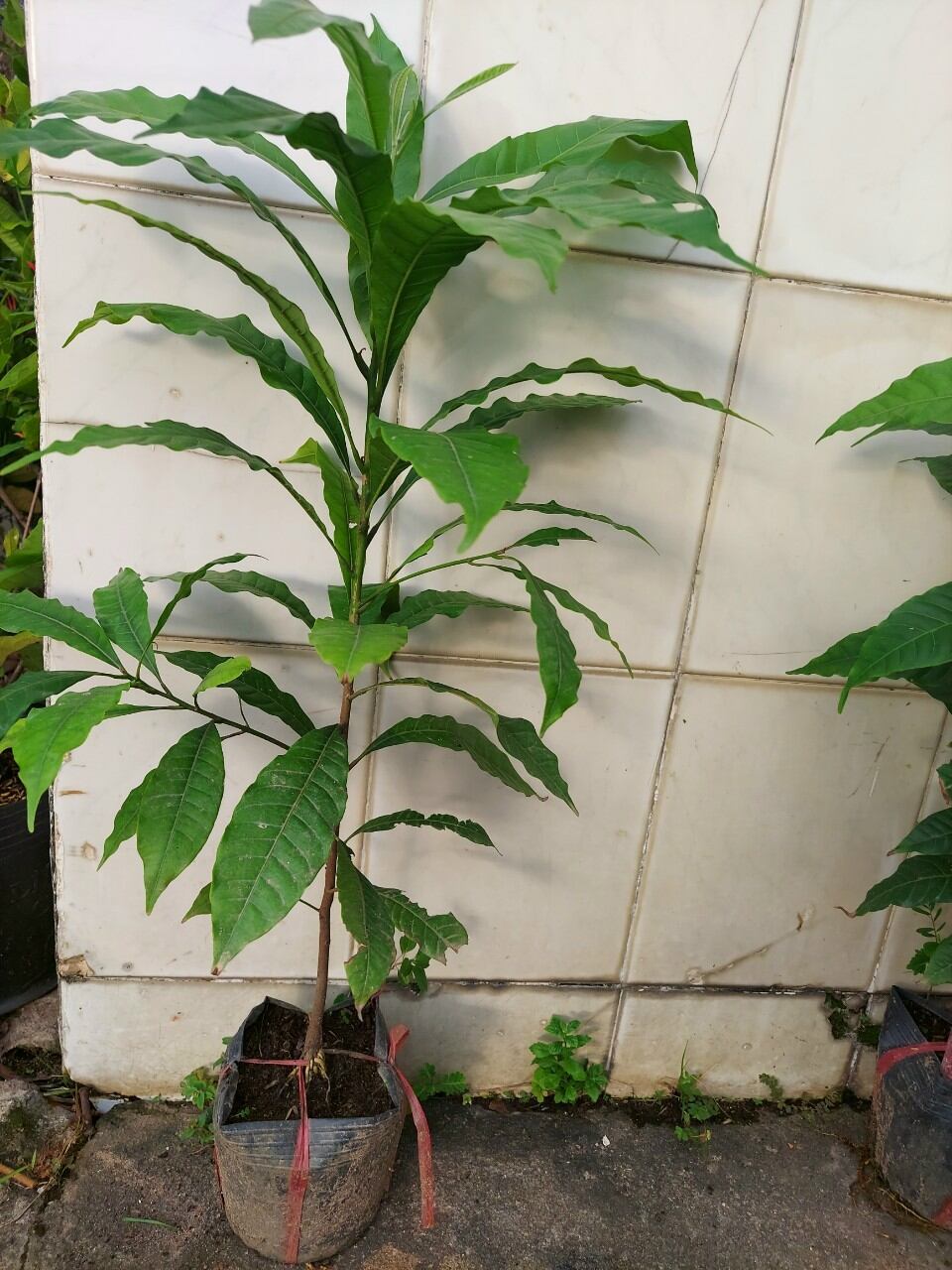 cây vú sữa hoàng kim