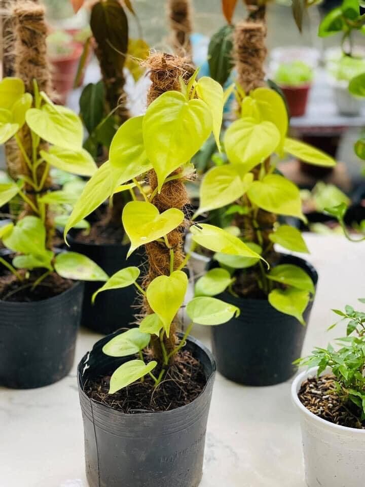 Cây trầu bà lá tim vàng
