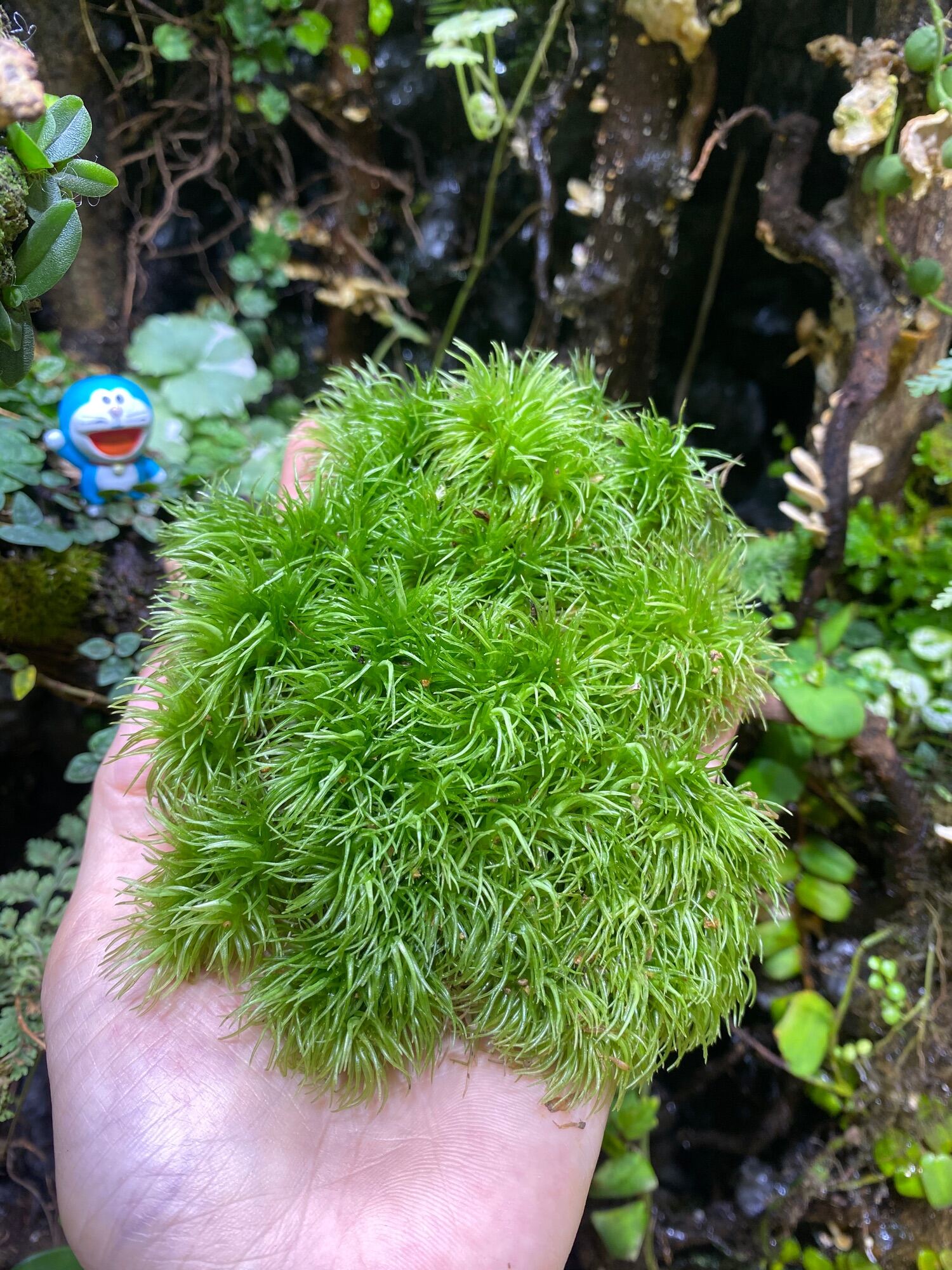 rêu đuôi sóc rêu đuôi chồn rêu cỏ mây rêu terrarium rêu bán cạn  set hồ bán cạn terrarium trồng chậu