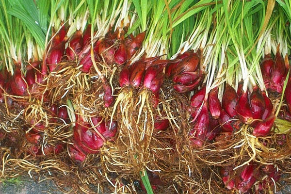 Combo 100 củ giống , cây giống sâm đại hành ( tỏi đỏ)