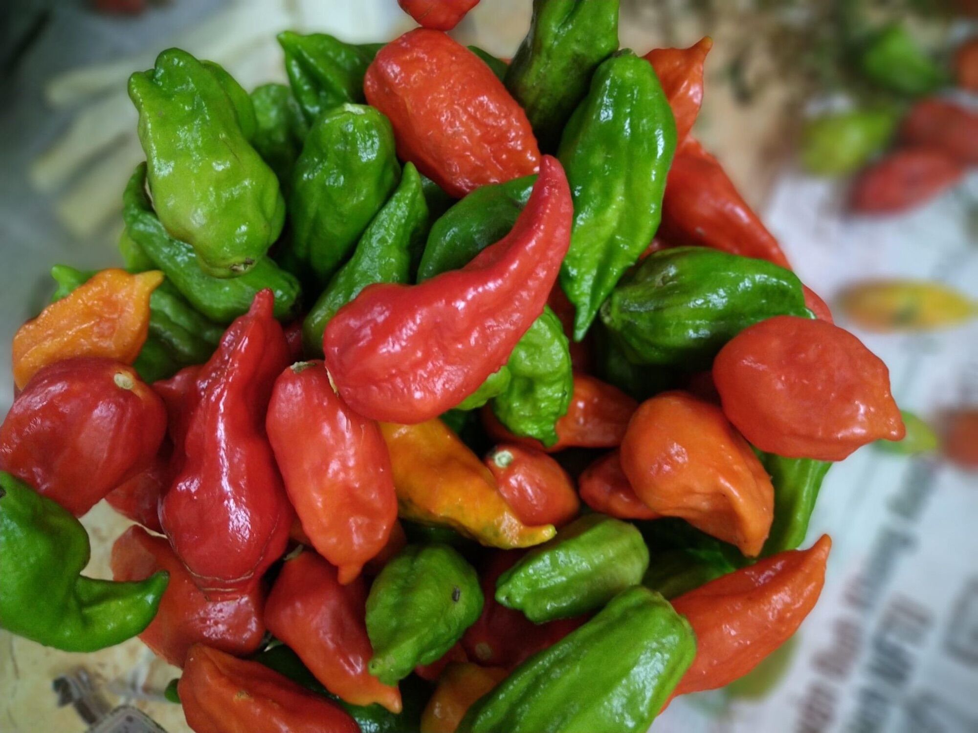 Ớt trung đoàn 1kg