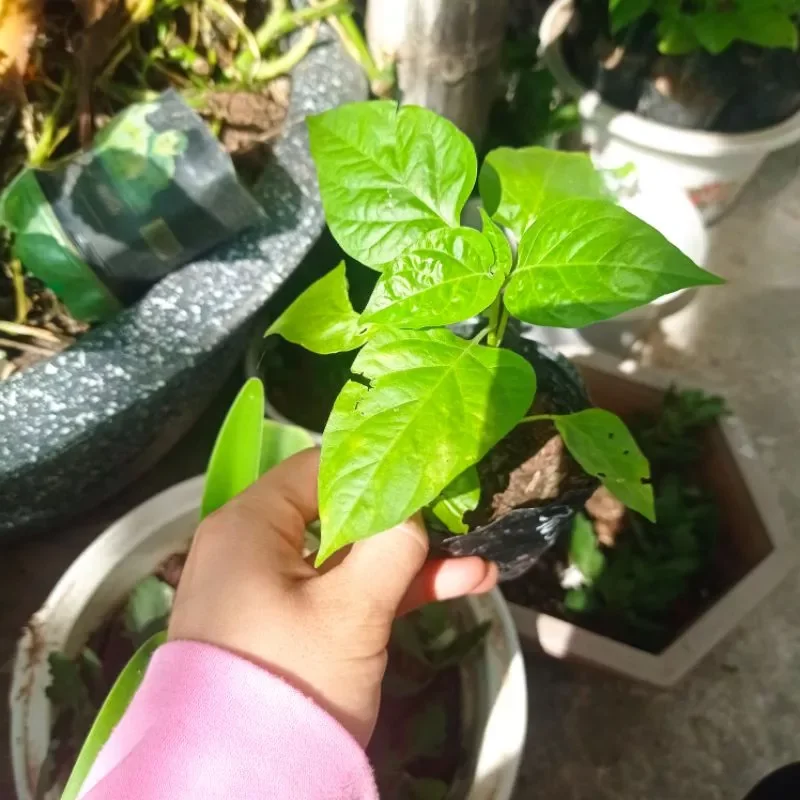 Cây giống ớt hiểm (ớt xiêm - ớt thóc cay vừa - thơm)