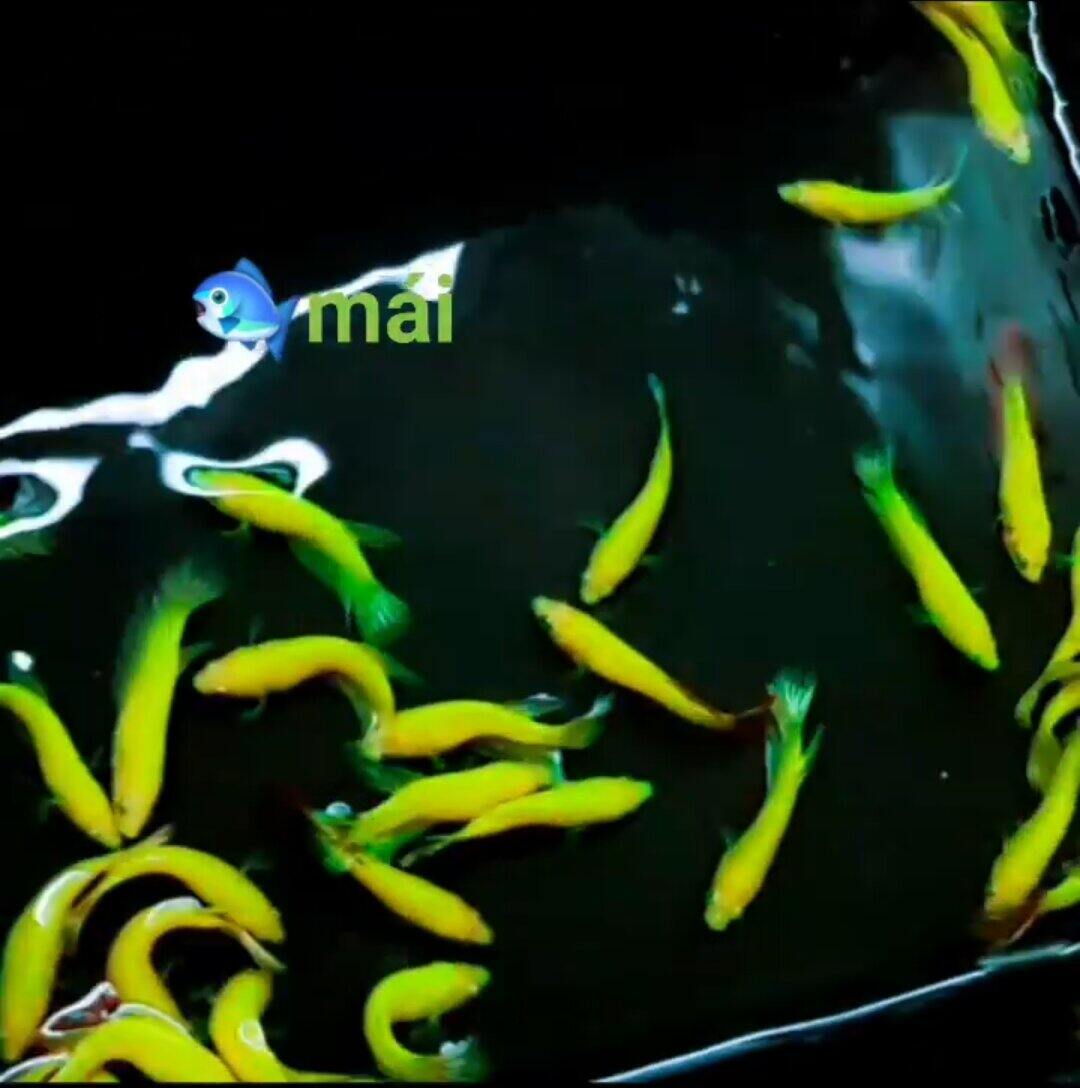 Mái betta neon đẹp chuẩn giống ép liền