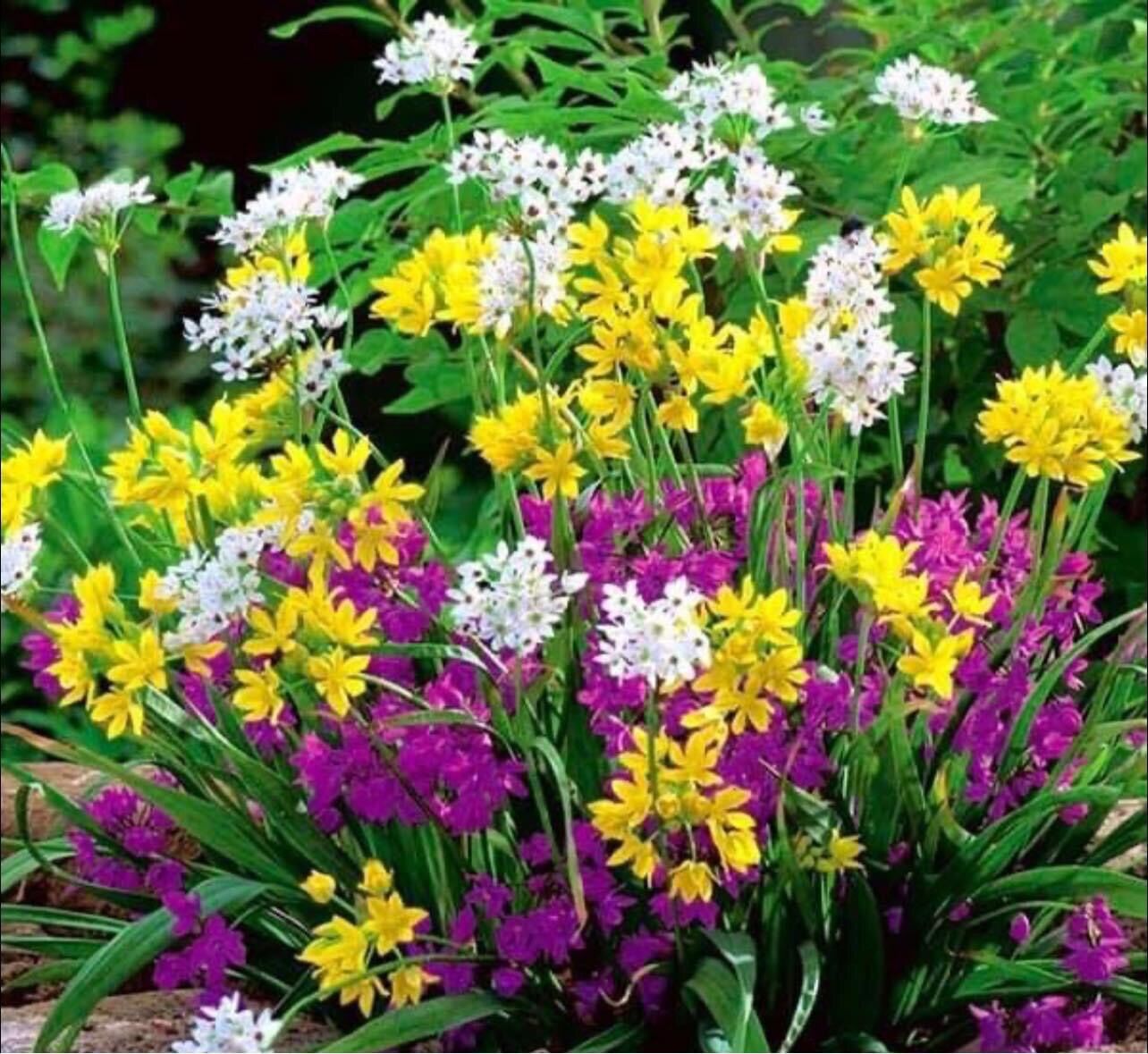 Củ hoa alium chơi Tết
