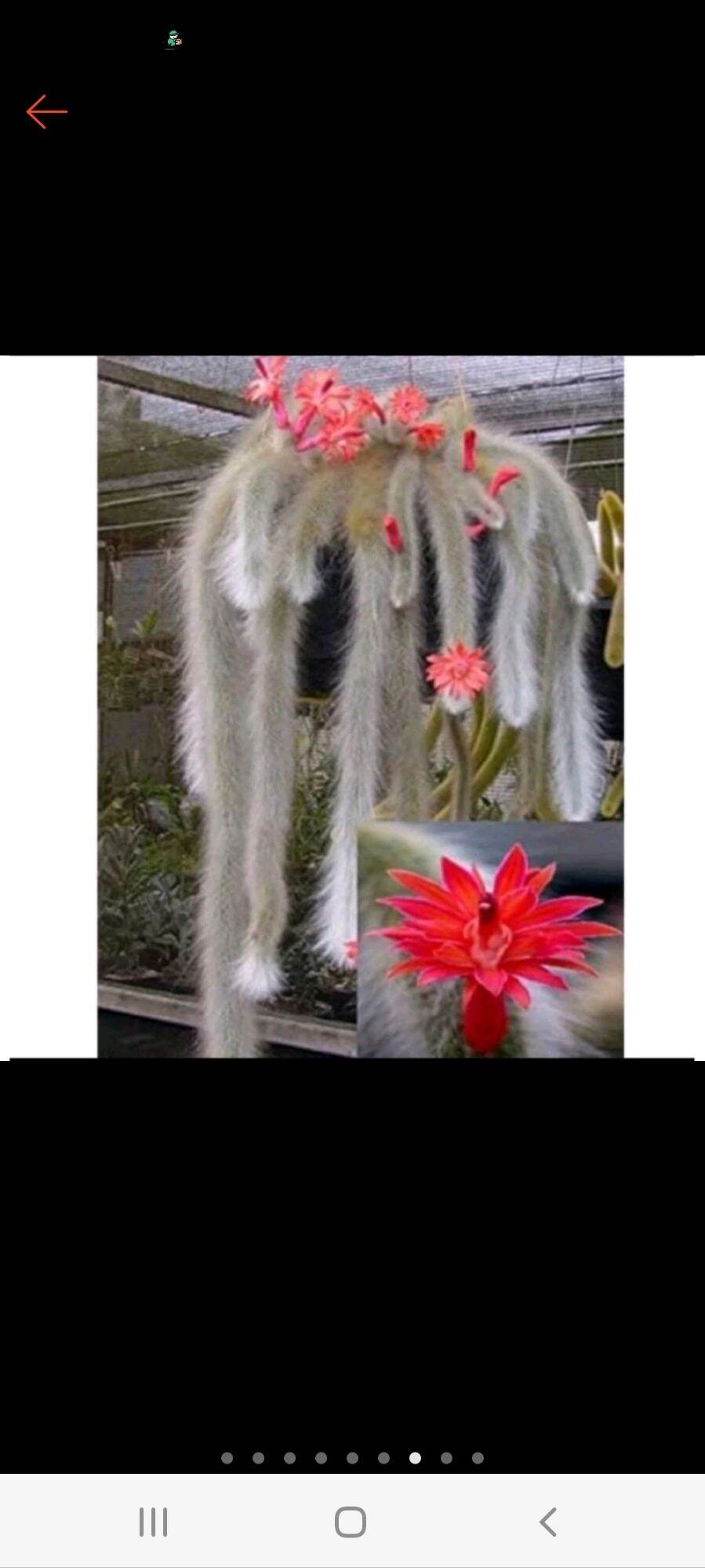 Xương rồng đuôi cáo. đuôi hồ ly