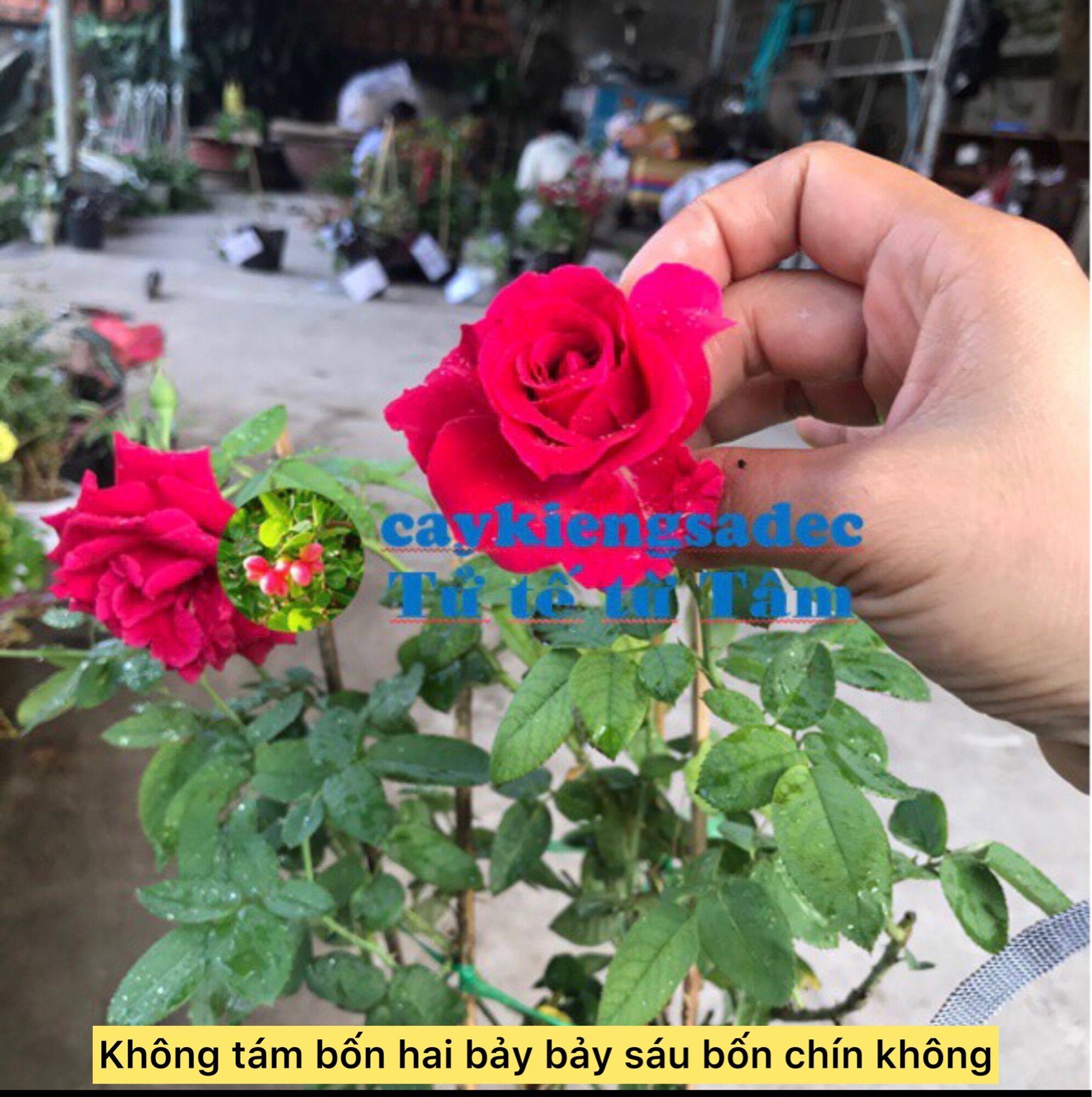 Caykiengsadec hoa Hồng Nhung + tặng phân bón