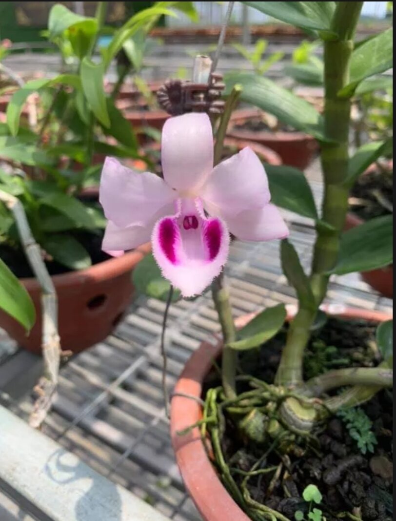 Cây giống Lan Hoàng Lạp