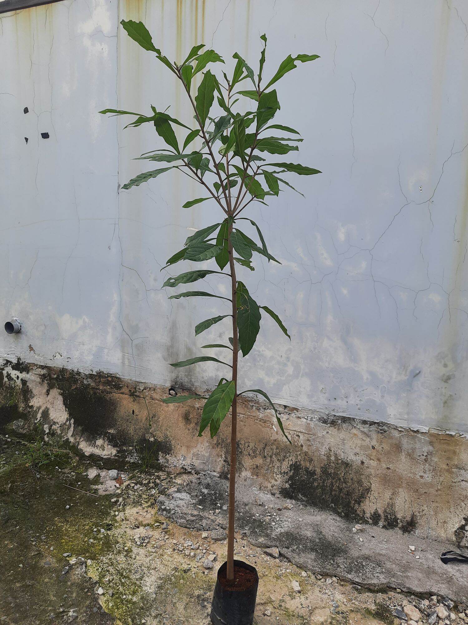 Cây lộc vừng hoa đỏ cao khoảng 1m