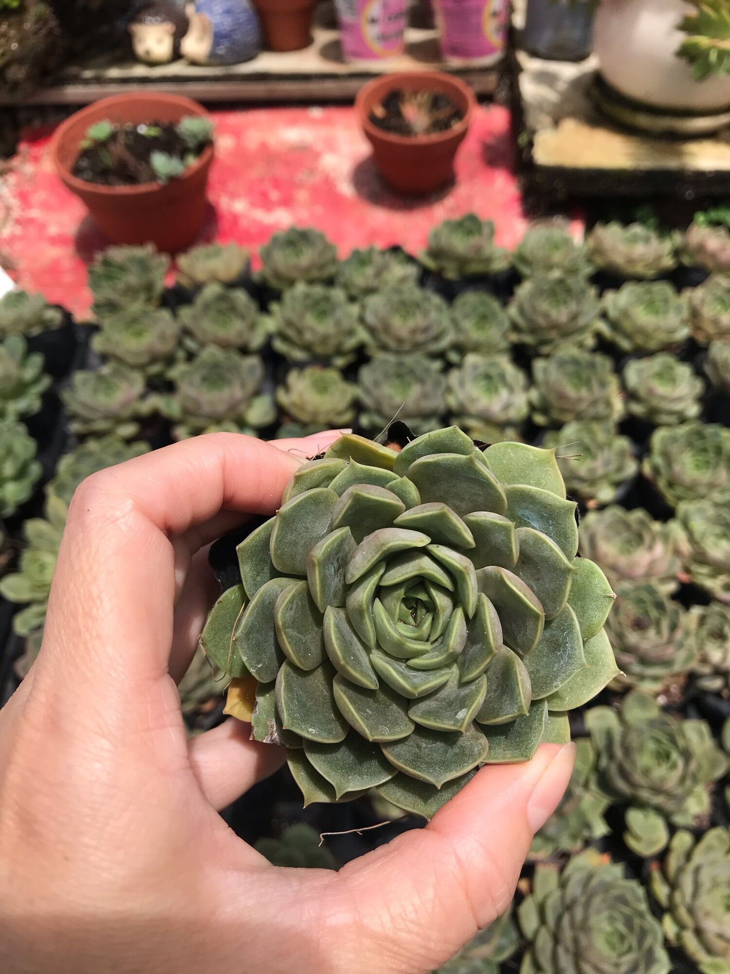 Sen đá hoa hồng tím cute size bầu