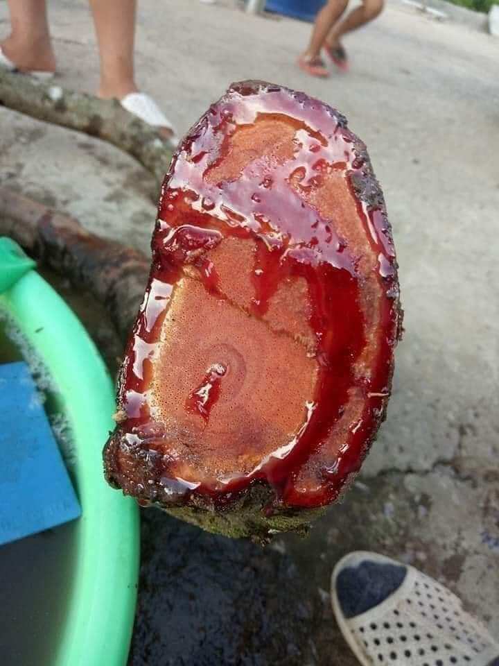 1Kg Cỏ Máu Khô Nguyên Chất