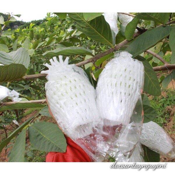 1 kg xốp bọc ổi đầy đủ