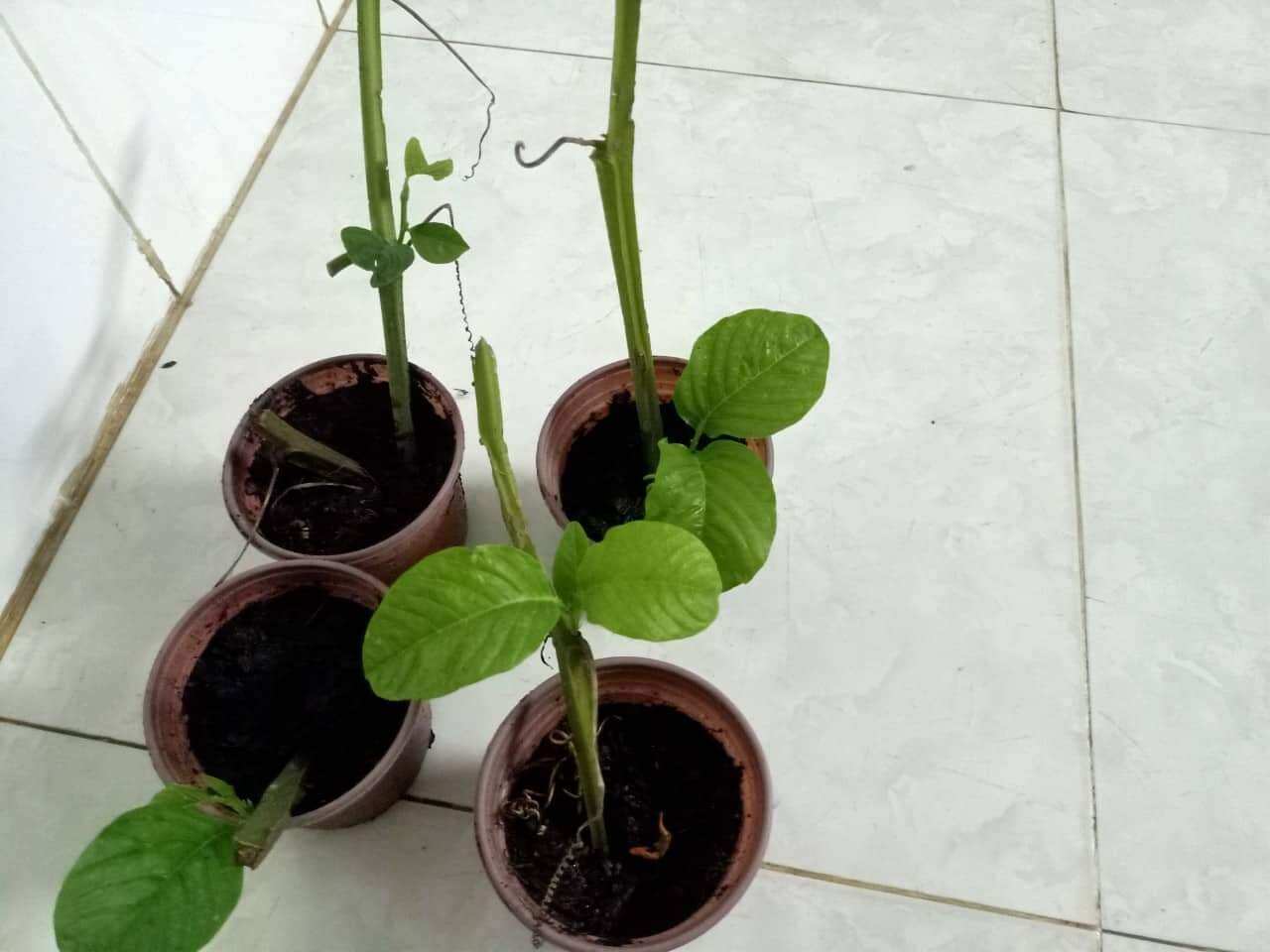 Dưa tây giống