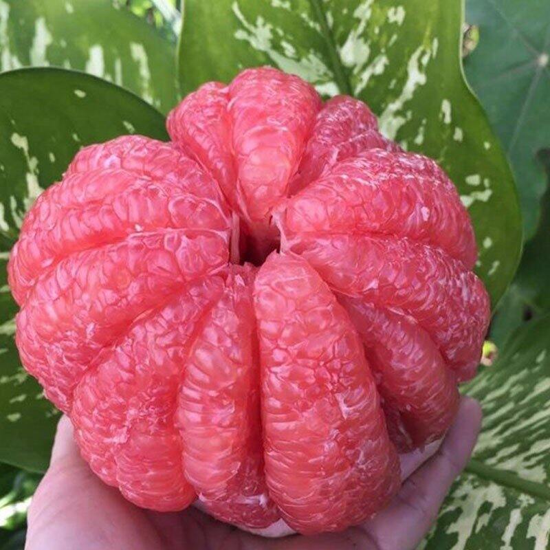 Cây giống bưởi Ruby Thái Lan