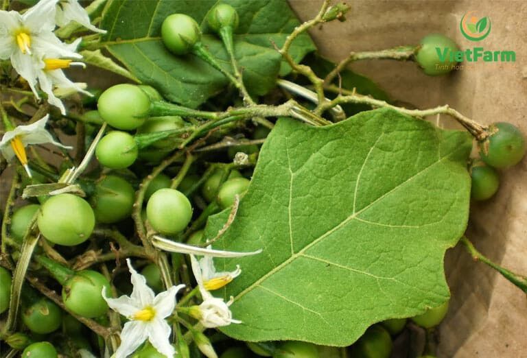 Cà dại hoa trắng 120k/3kg