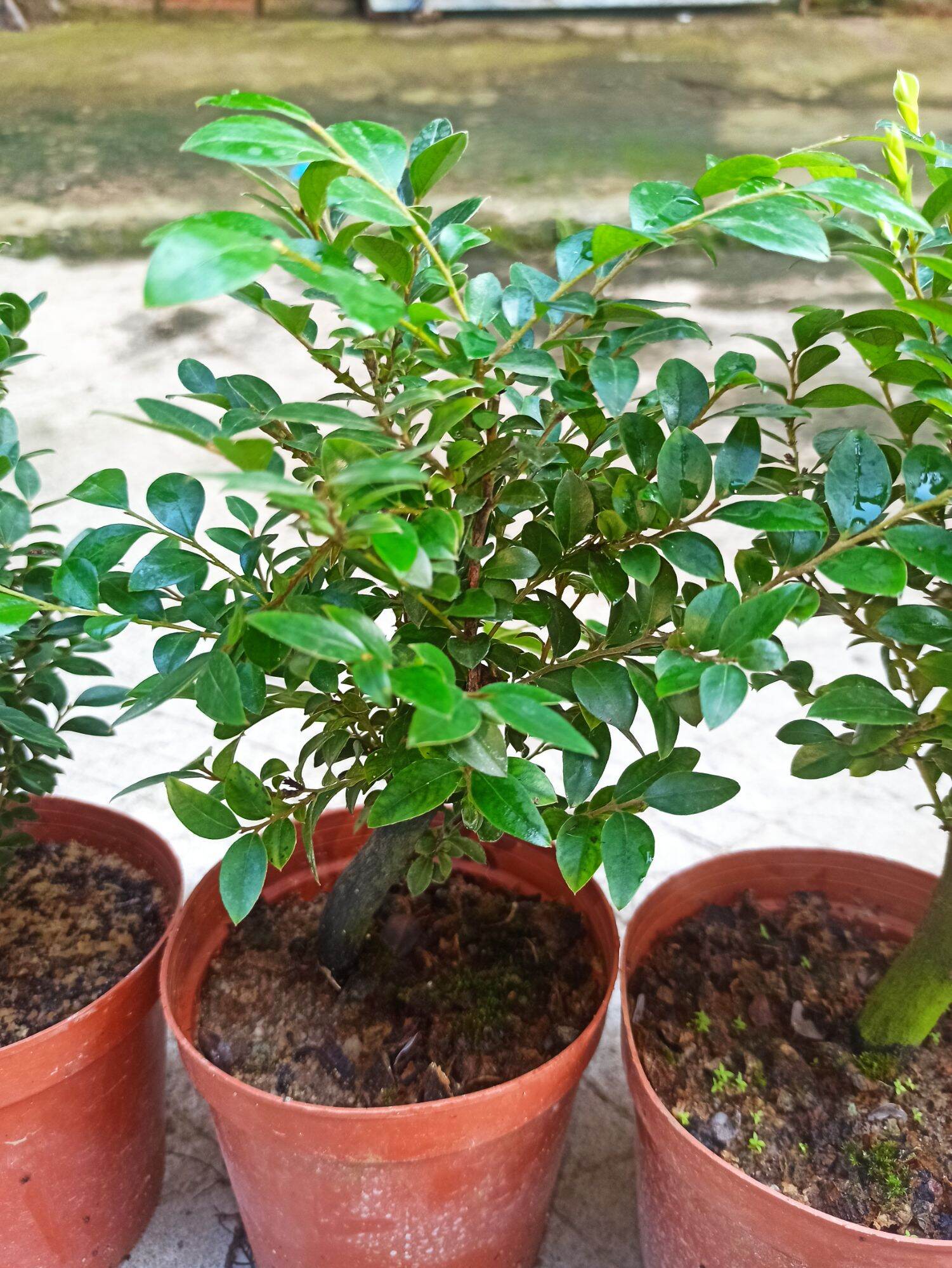 cây tùng đen Quảng Ninh