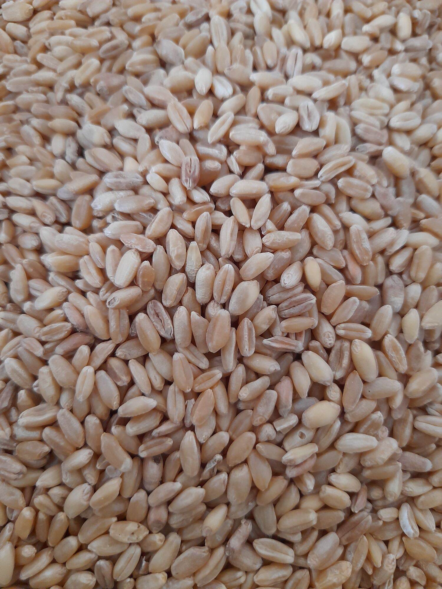 Lúa mì cho chim gà 5kg