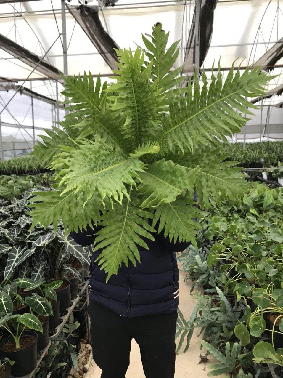 Dương xỉ khổng tước - Blechnum gibbum.
