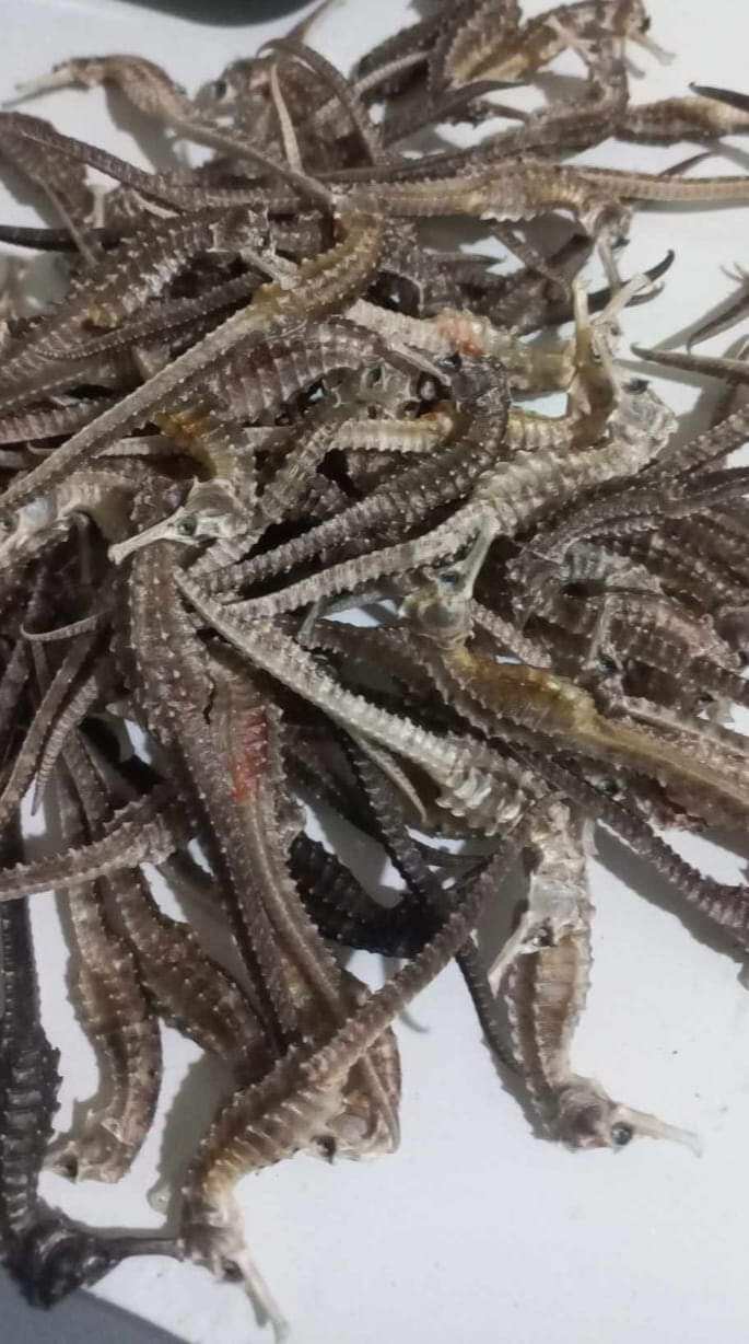 10 con cá ngựa khô .8cm