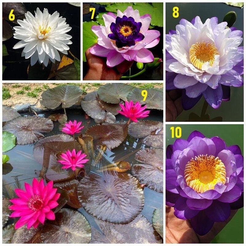 Củ hoa súng Thái chuẩn Tết
