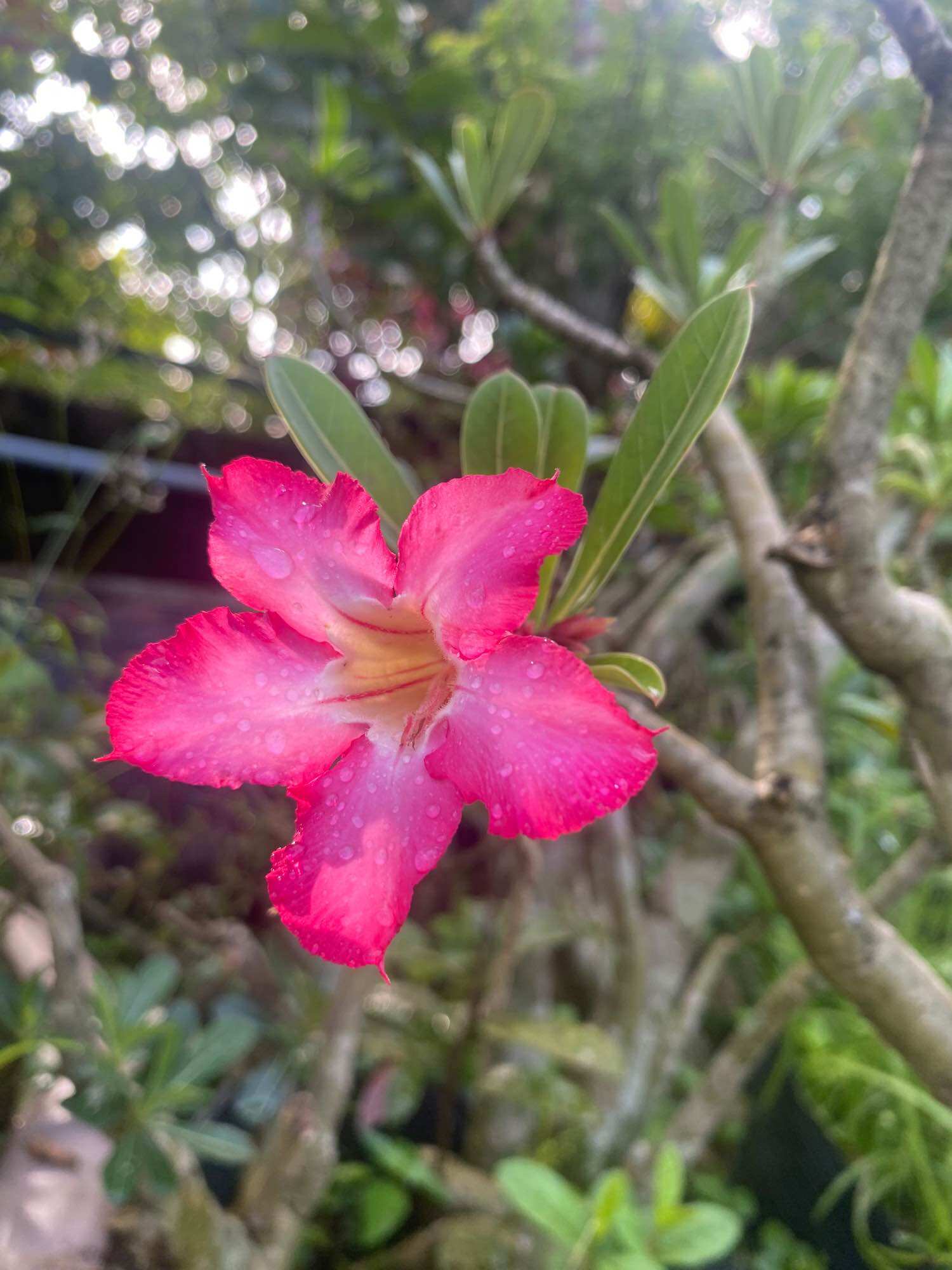 Củ hoa sứ lớn màu đỏ
