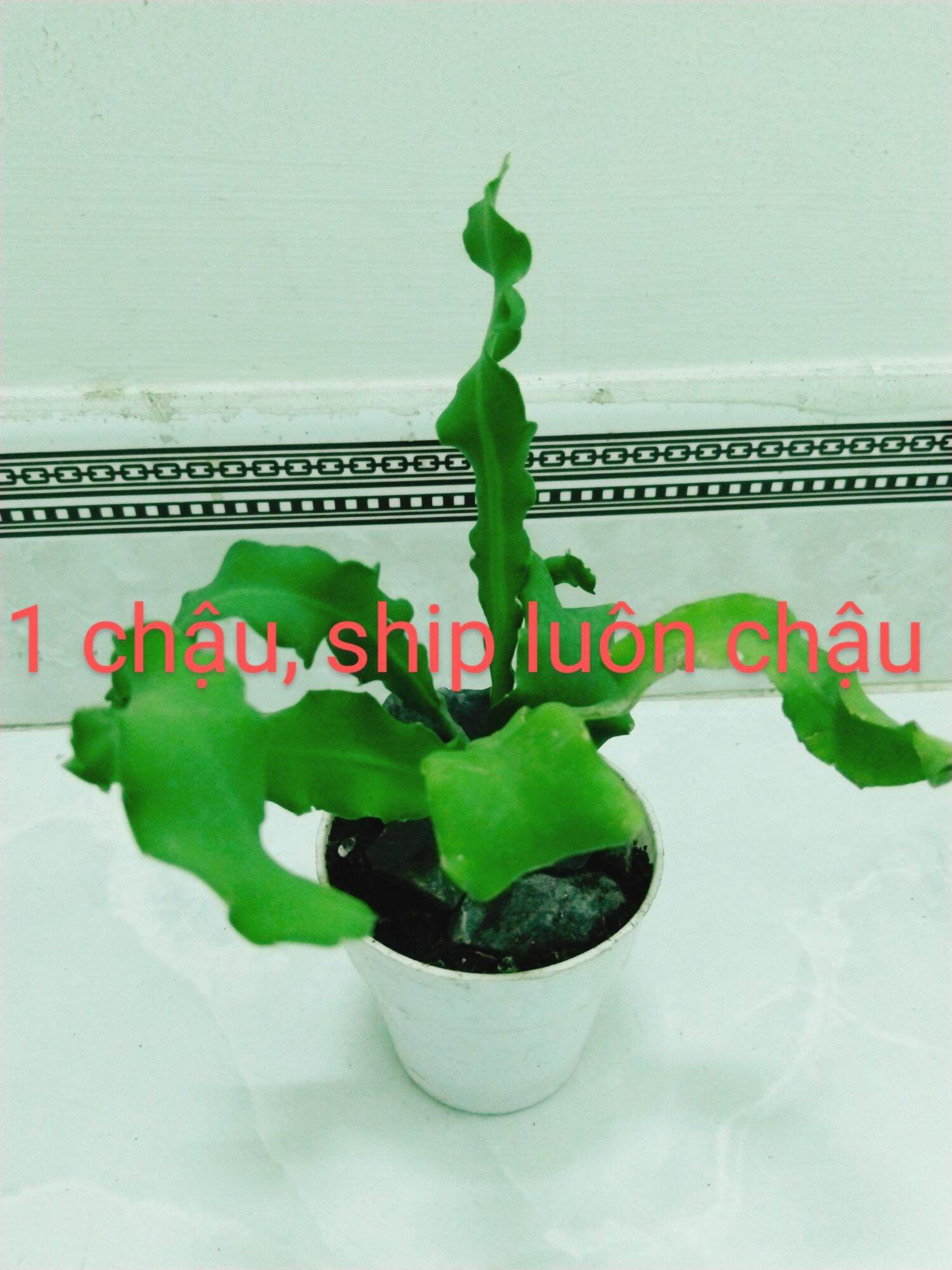 Cây Quỳnh lá xoắn hoa trắng