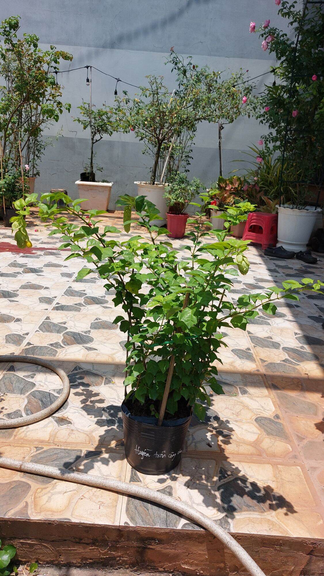 hoa huyền trân công chúa