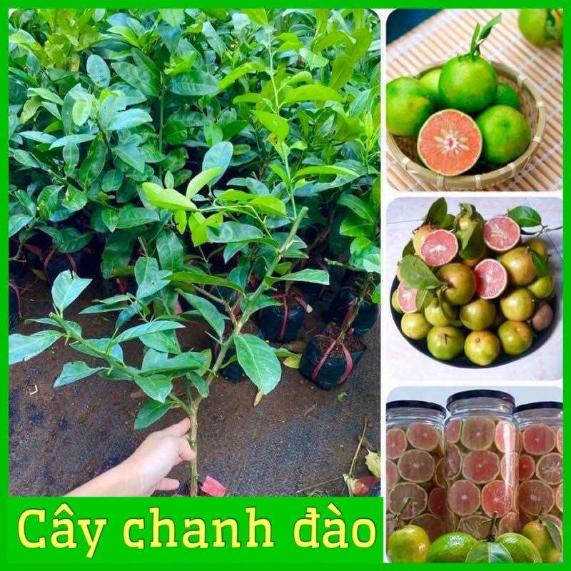 Cây giống chanh đào