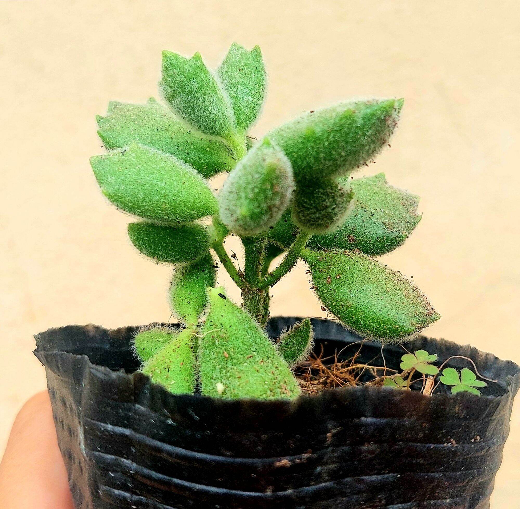 Sen đá TAY GẤU size bầu 5-6 cm
