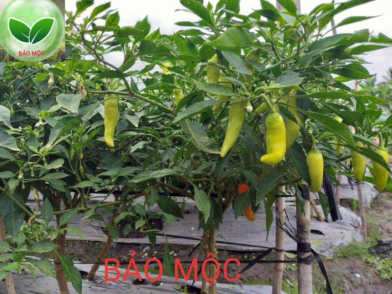 Siêu ra đọt - mập đọt - lá xanh - mướt lá - to lá
