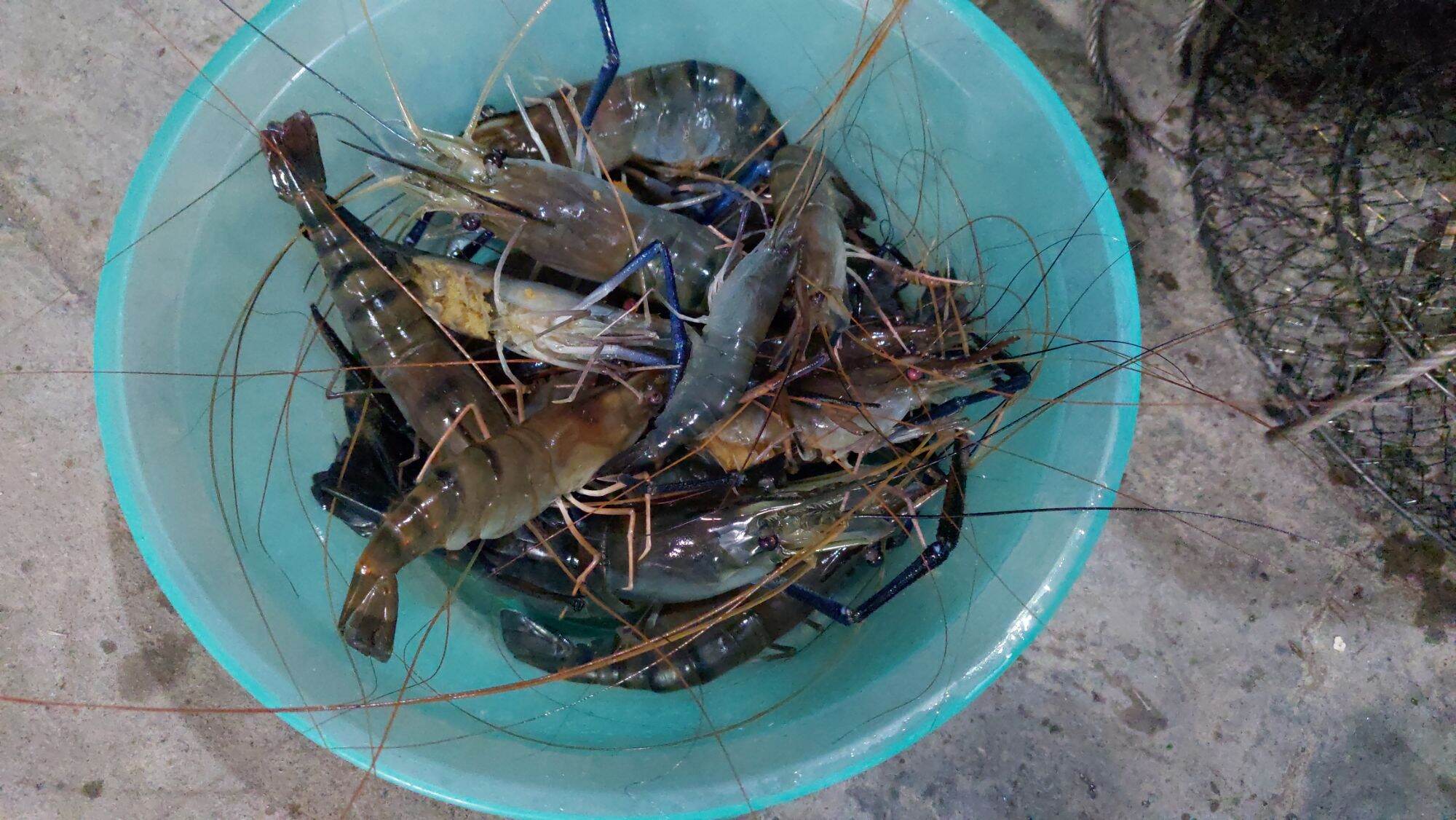 LƯỠI CÂU TÔM HÀN QUỐC PIONER 2 GÓI