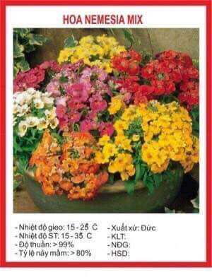Hạt giống hoa nemesia mix 100 hạt