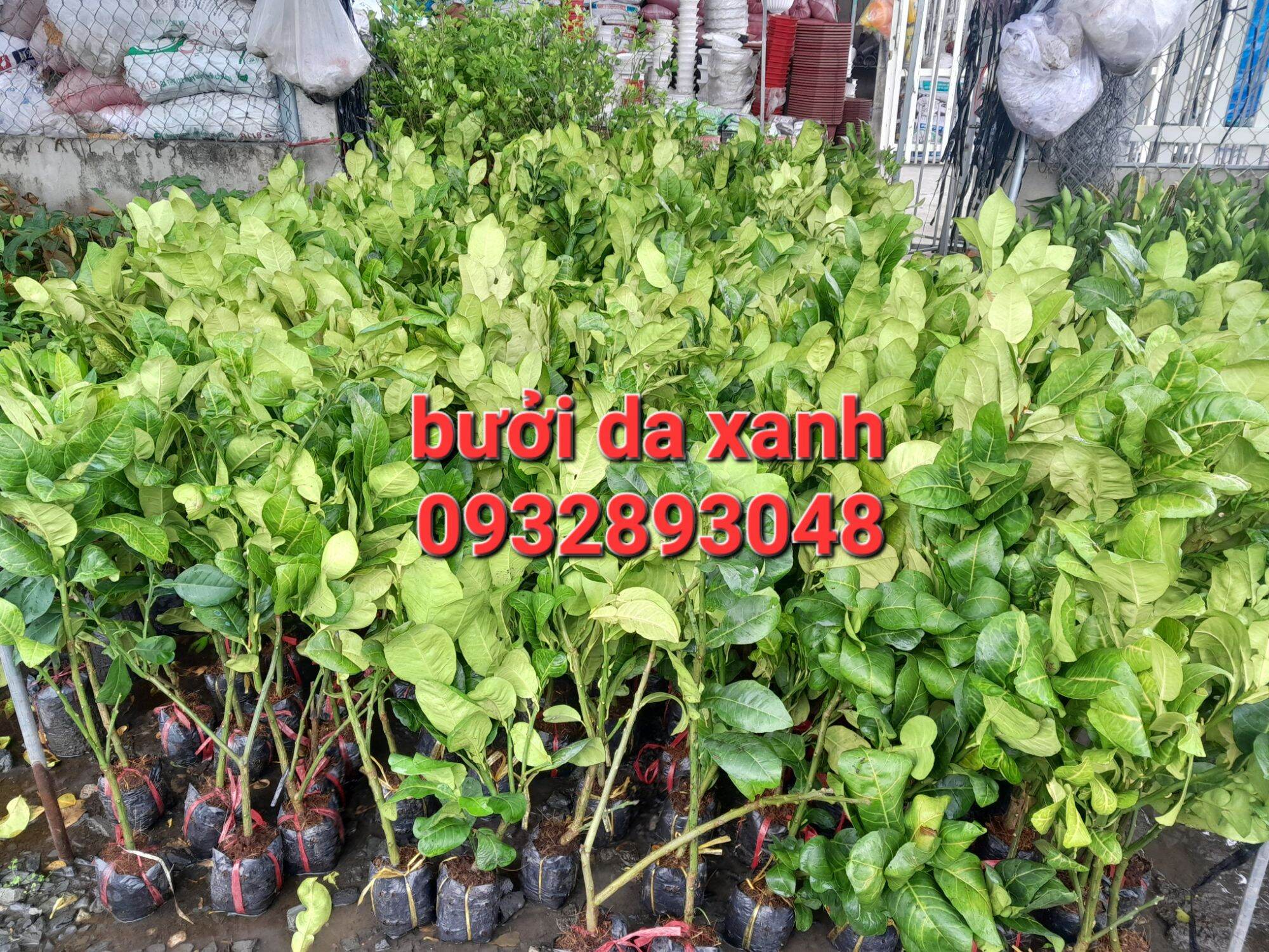 Cây giống bưởi da xanh ruột hồng.cây chiết nhánh