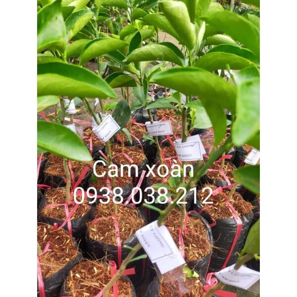 CÂY GIỐNG CAM XOÀN