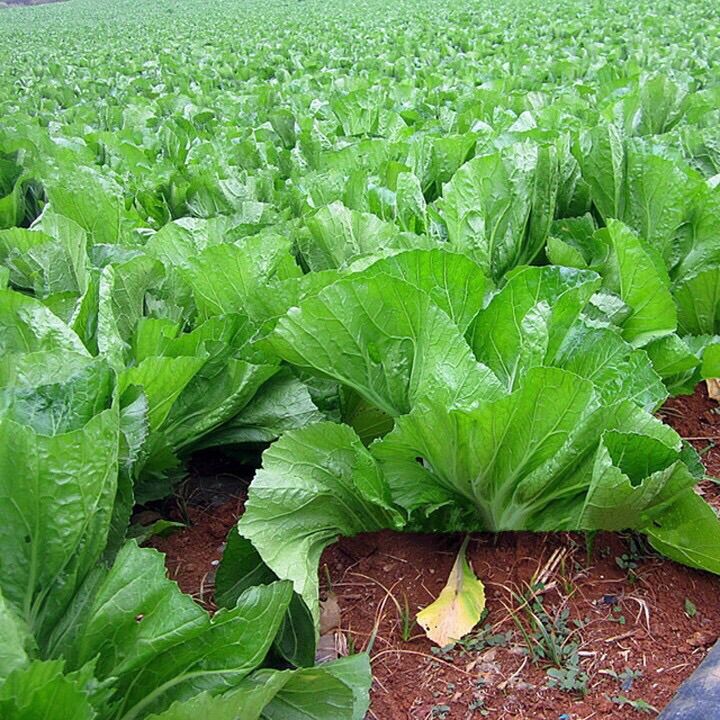 20 gram hạt giống cải bẹ dưa làm dưa ăn ngày tết