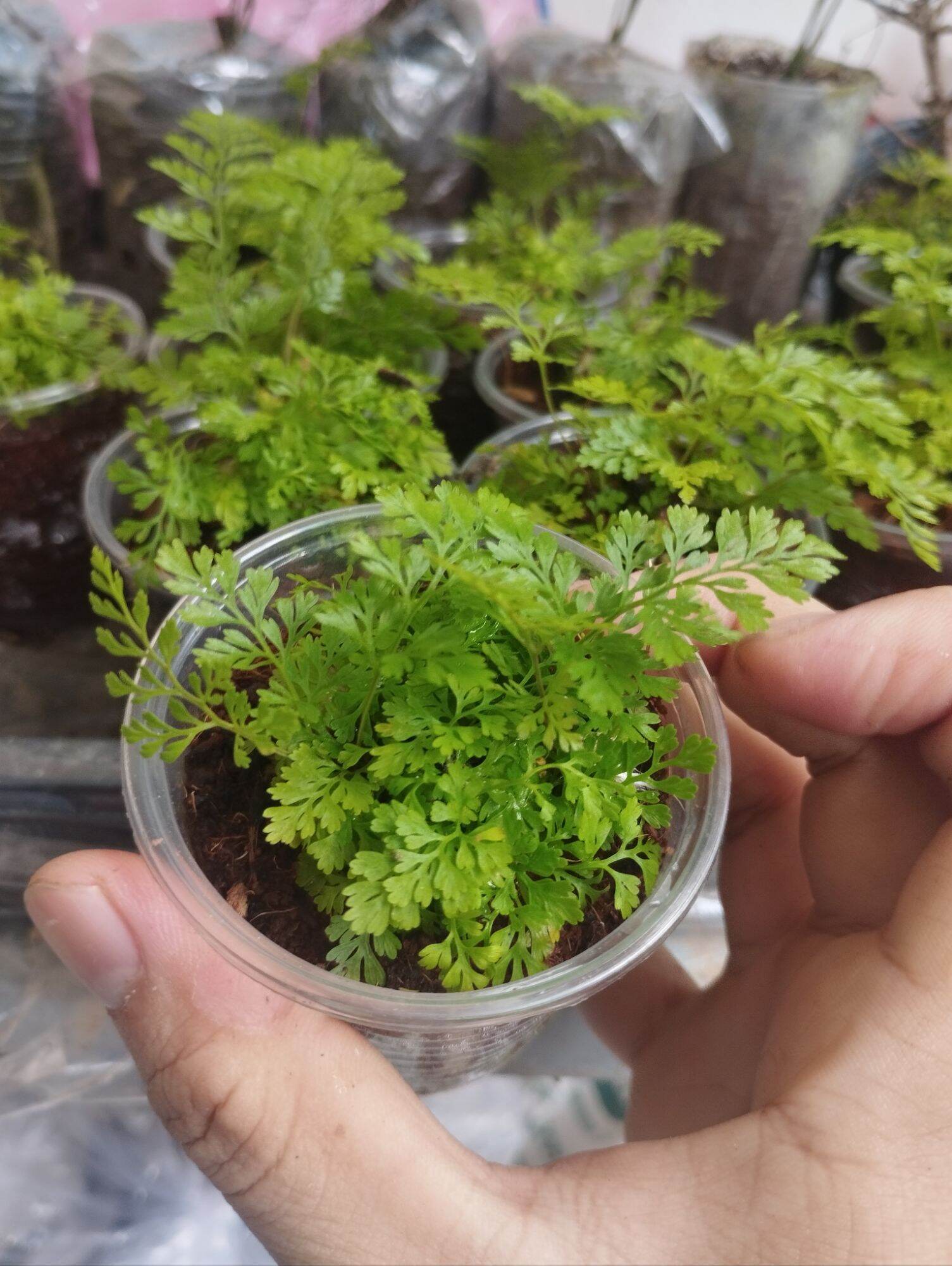 Dương sỉ thỏ mini ( có sỉ)