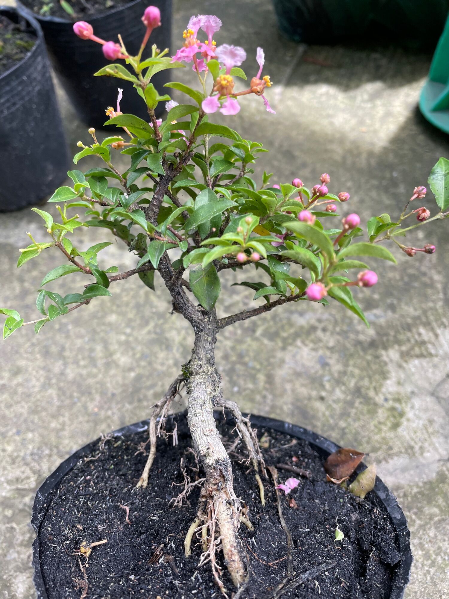 Hồng Ngọc Mai bonsai mini