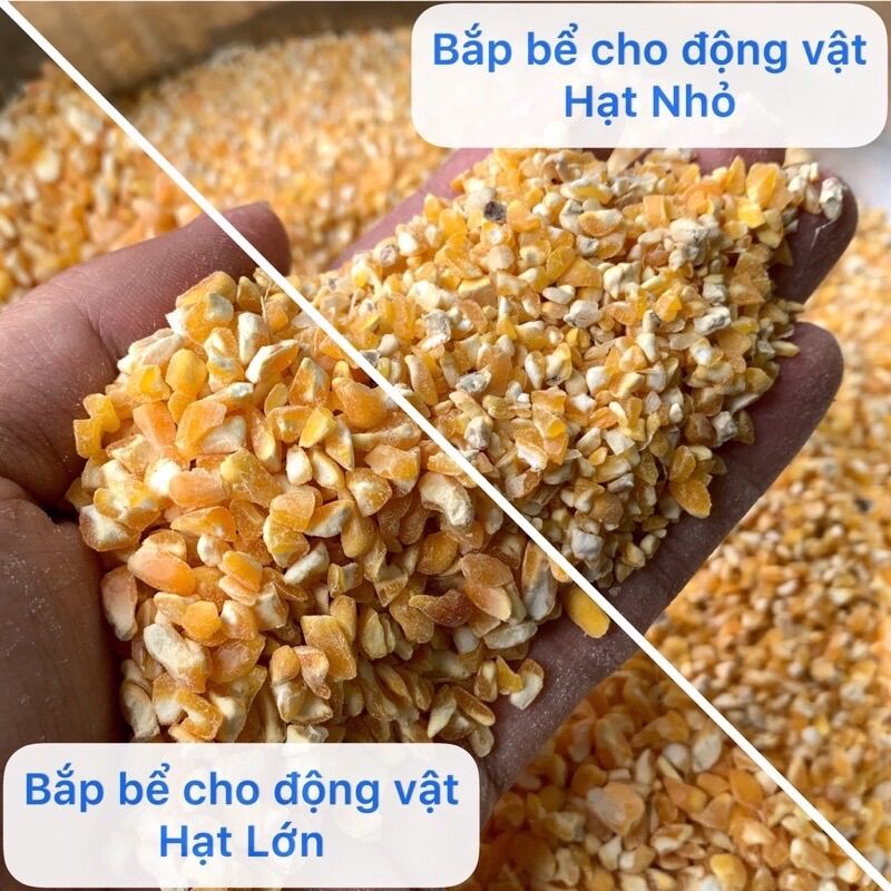 500g Hạt bắp bể size lớn- thức ăn cho gà, chim, chuột