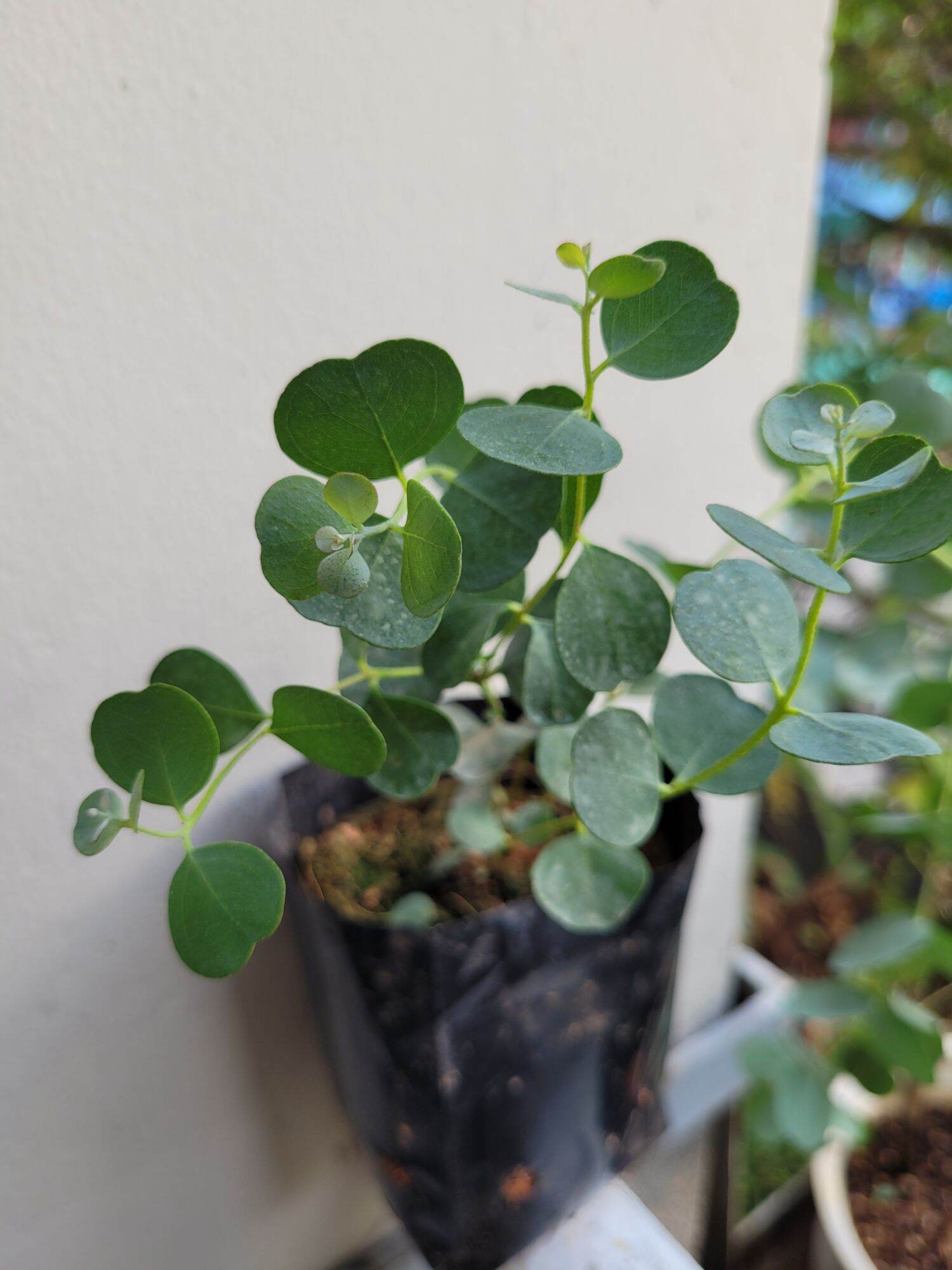 CÂY KHUYNH DIỆP - LÁ TIM ( WEBSTERIANA EUCALYPTUS)