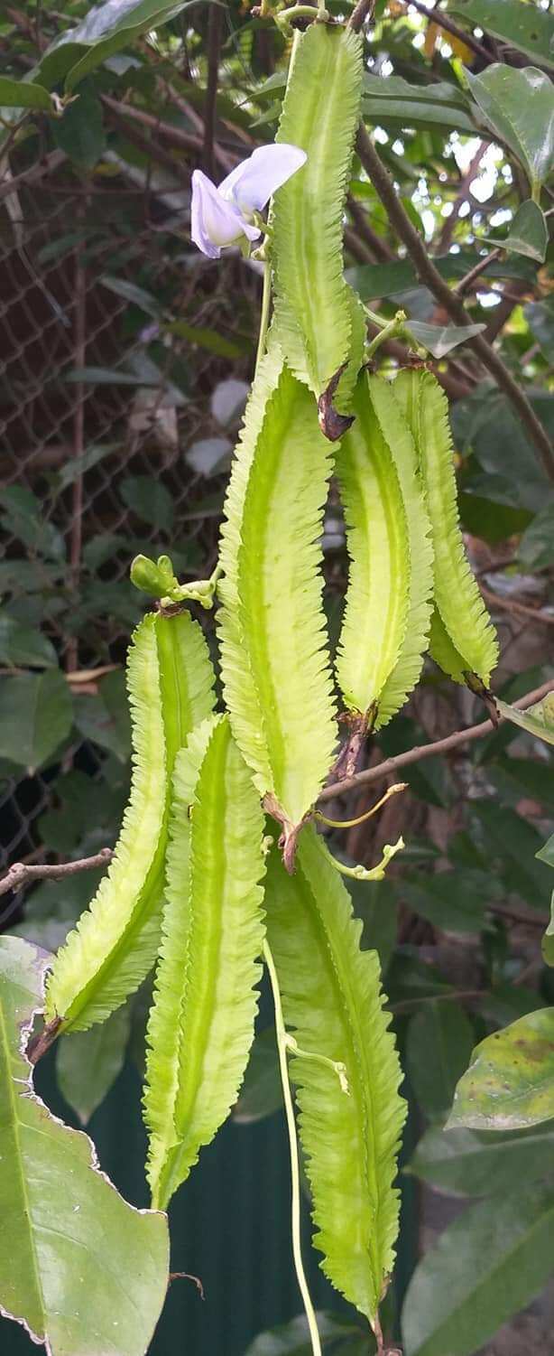 5 gr hạt giống đậu rồng