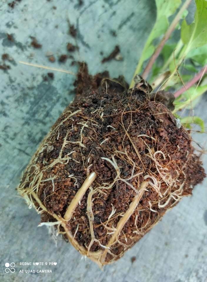 Kích rễ cho cây trồng phát triển mạnh