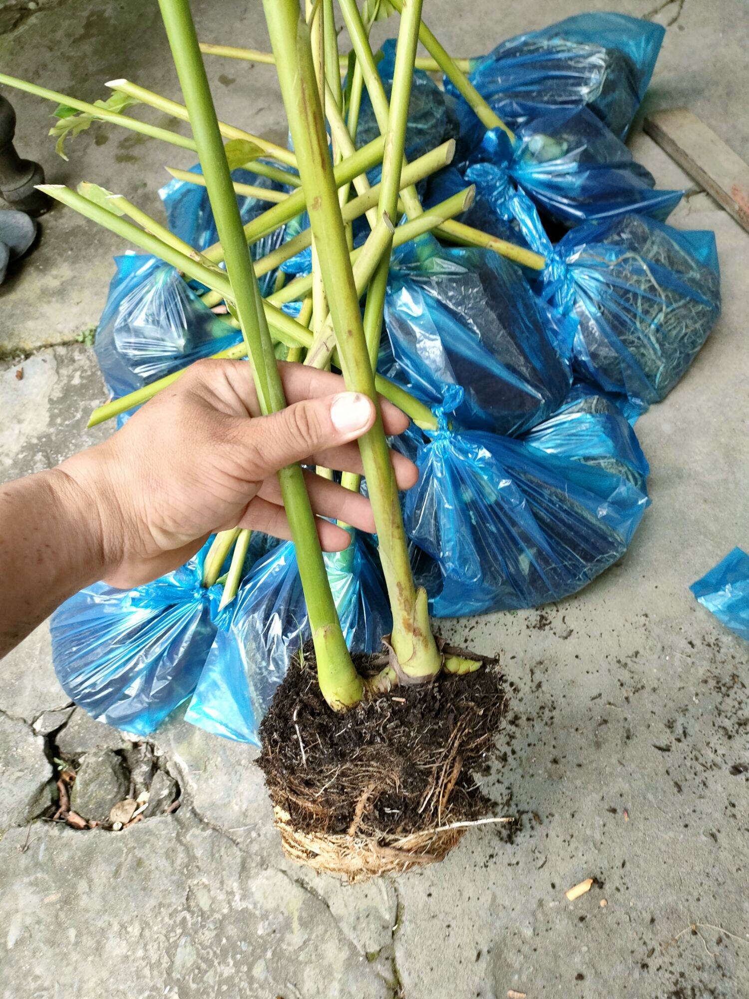 Củ cây sen đa lộc ( sen đất )