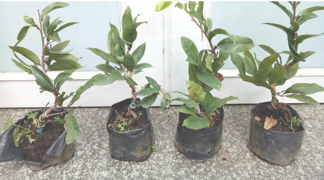 Cây mai vàng đại lộc